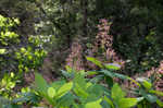 American smoketree